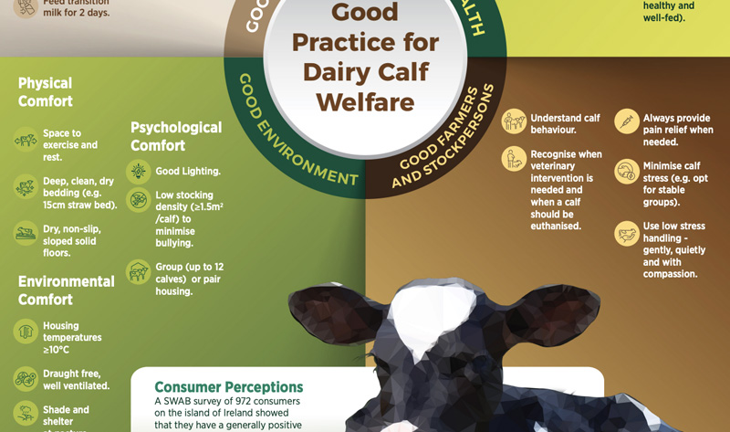 Good Practice for Dairy Calf diagram