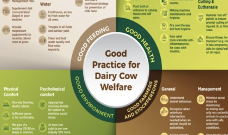 Good Practice for Dairy Cow Welfare