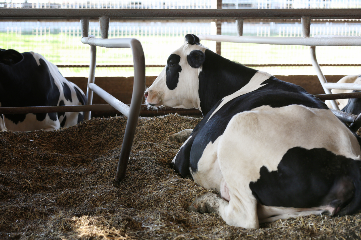 Pretty cow near fence on farm. Animal husbandry